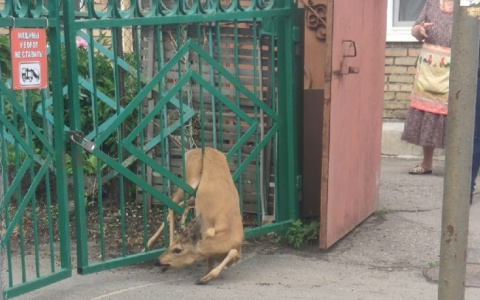 Стала известна судьба косули, застрявшей в заборе в центре Пензы – видео