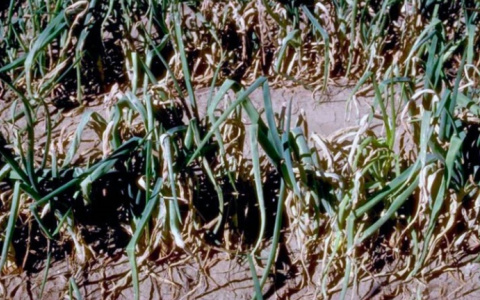 Эксперты рассказали пензенцам, как вырастить здоровый лук