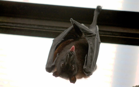 Новые коронавирусы обнаружили у летучих мышей в Китае