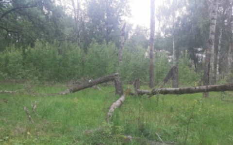 Стали известны подробности поисков пензенца, погибшего в лесу