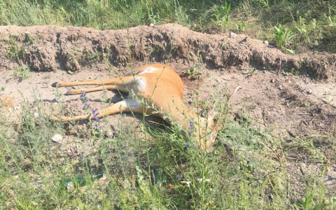 Соцсети: под Пензой у дороги обнаружили убитую косулю