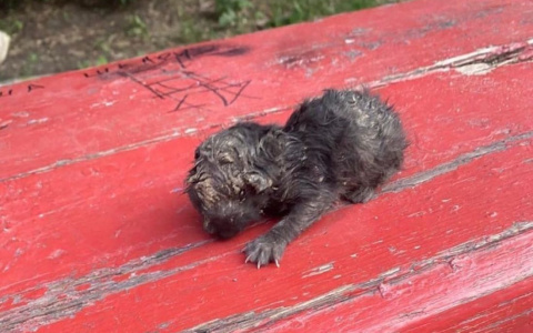 В Пензенской области живодеры закопали в песок маленького котенка