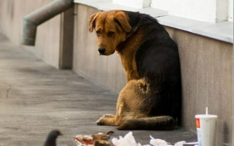 В Пензенской области планируют решить проблему с утилизацией трупов животных