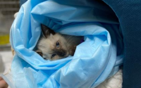 «Вероятно, лапку ампутируют»: В Пензе спасают маленького котенка, застрявшего под капотом авто