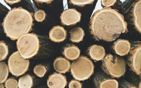 В Пензенской области незаконно вырубили лес на 763 тысячи рублей