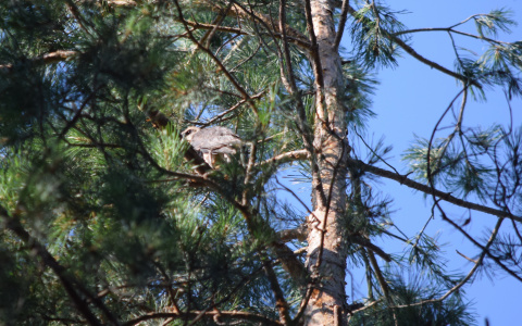 Птица из Красной книги появилась в Пензе