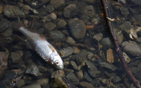 В пензенской Суре всплывает мертвая рыба – видео