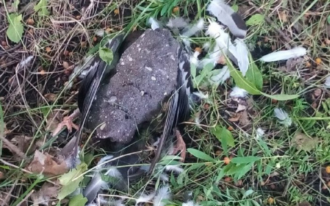 В Пензе нашли обезглавленного голубя под камнем