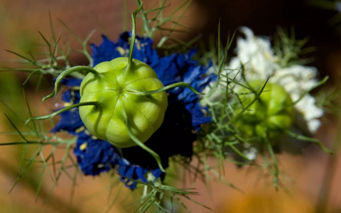 Ученые нашли цветок, способный лечить ковид