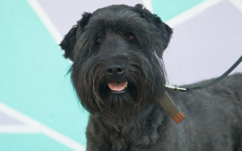 Жил на пензенском рынке: история доброго космача, который ищет семью