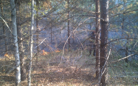 На территории Пензенской области ликвидированы крупные лесные пожары