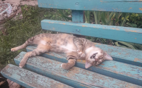 Мертвые обездвиженные тела животных лежат на лавках в Пензе