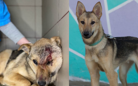 Закидывали камнями, били, шугали: история пса, который вырос рядом с пензенцами