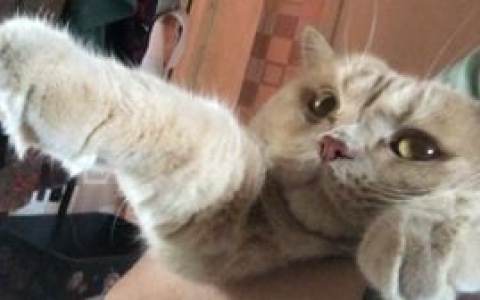 Редкая картина, кот и купюра: что необычного продают пензенцы?