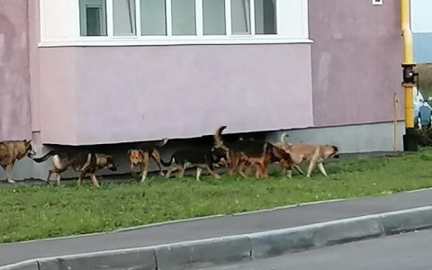 Стая диких бездомных собак держит в страхе жителей села в Пензенской области