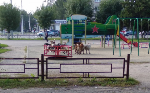 "На глазах разорвали кота": пензенские школьники стали свидетелями страшной картины