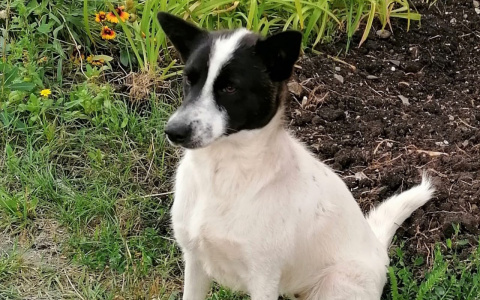 Прокуратура дала ход делу отцу депутата, застрелившему собаку в Пензе