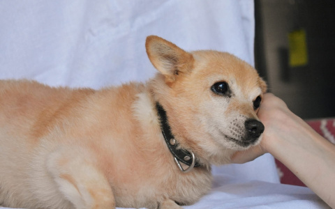 «Был лысый и испуганный»: пензенцы пригрели в подъезде дома песика