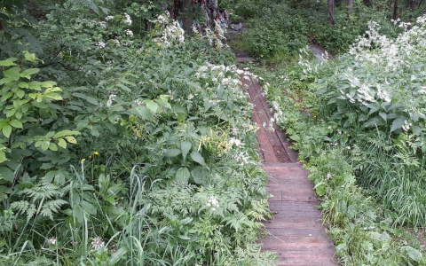 «Нашли в кустах»: в Пензенском районе обнаружили труп пропавшего мужчины