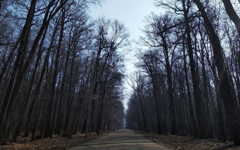 «Будьте внимательны!»: пензенцев предупредили об опасном мужчине на Олимпийской аллее