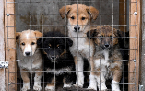 «Изымем и прооперируем»: в Пензенской области откроют приют для животных