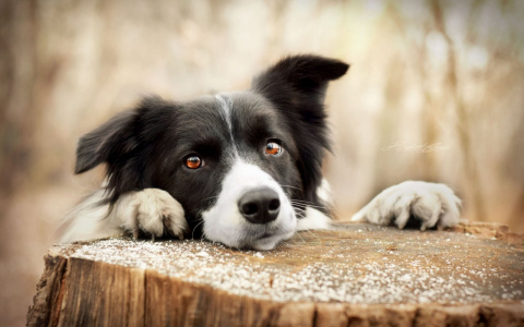 В Пензе волонтеры просят Мельниченко разобраться с массовой гибелью животных