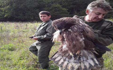 Редкую птицу выпустили на волю из пензенского зоопарка