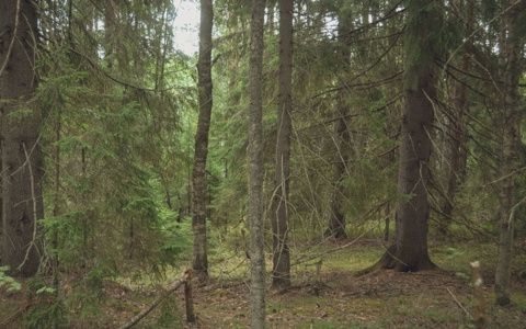 В Пензенской области прекращены поиски 80-летнего мужчины