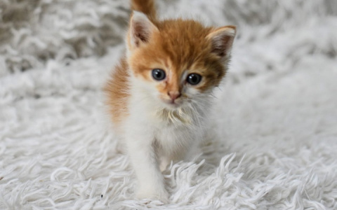 Двухмесячный Курлунчик оказался на улицах Пензы и заразился опасным вирусом