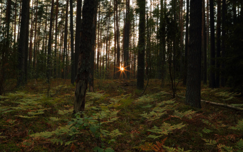 В Пензенской области прекращены поиски пропавшей 45-летней женщины