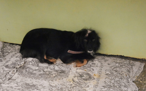 Между жизнь и смертью: в Пензе нашли собаку с обнаженным скальпом на мордашке