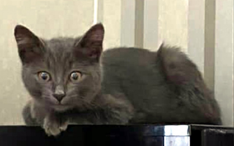 Пензенец ищет дом для ласковой кошечки