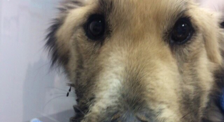 «Хозяйка живет не лучше собак»: волонтеры из Пензы забрали исхудавшего пса