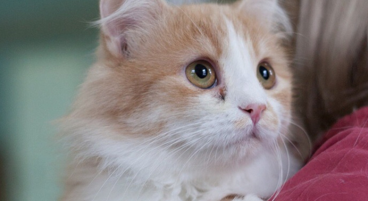 День бродячих животных: пензенцев просят спаси выброшенных на улицу котиков и собачек