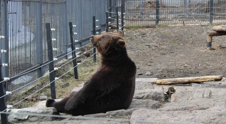 Медведи пензенского зоопарка 