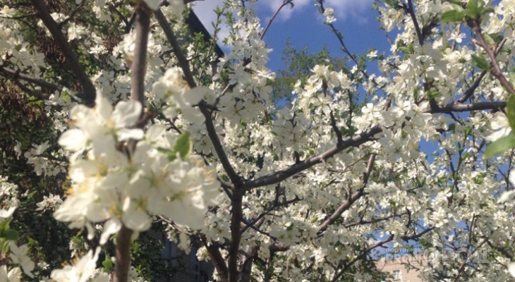 Фотоподборка цветущих деревьев и невероятных пейзажей Пензы