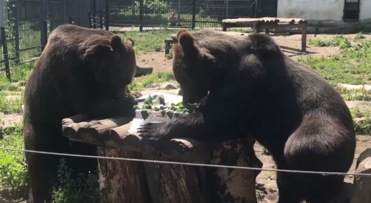 Пензенских медведей угостили мороженым