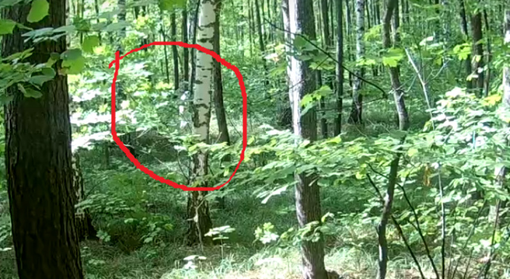 Охотник заснял на камеру Йетти в пензенском лесу