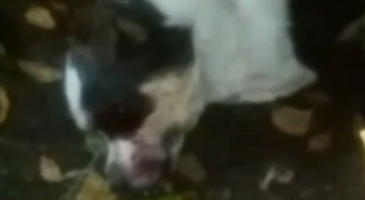 «Собачка бедная, умирает лежит»: в Пензенской области избили щенка до полусмерти – видео