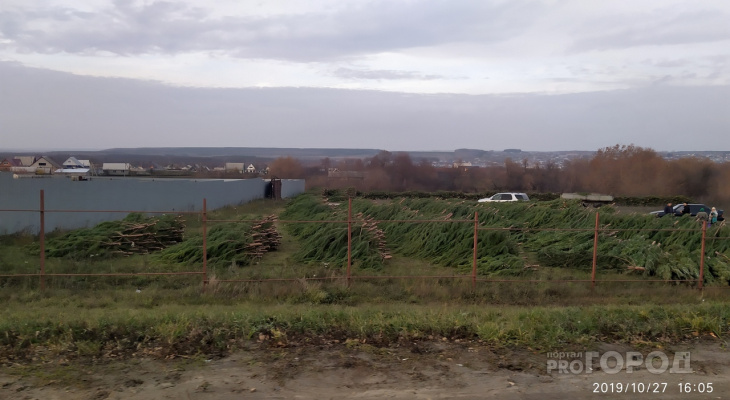 В Пензенской области стали массово выпиливать елки