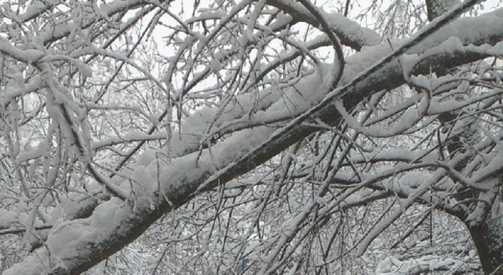 В Пензе под тяжестью снега дерево повисло на проводах