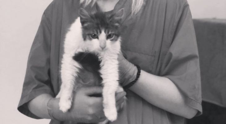 Никого не щадит: в сети рассказали о кошке из Пензы, погибшей от коронавируса