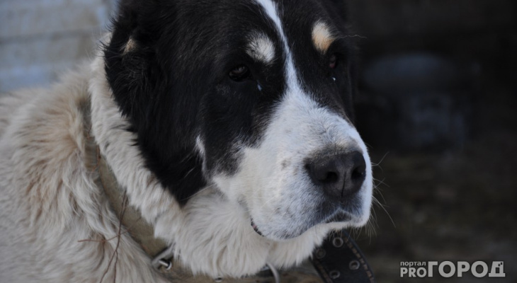 В Пензе четверых чиновников из Управления ветеринарии наказали за бездомных животных