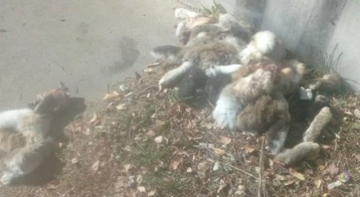 На глазах у детей: в Пензе возле жилого дома выбросили тушки кроликов