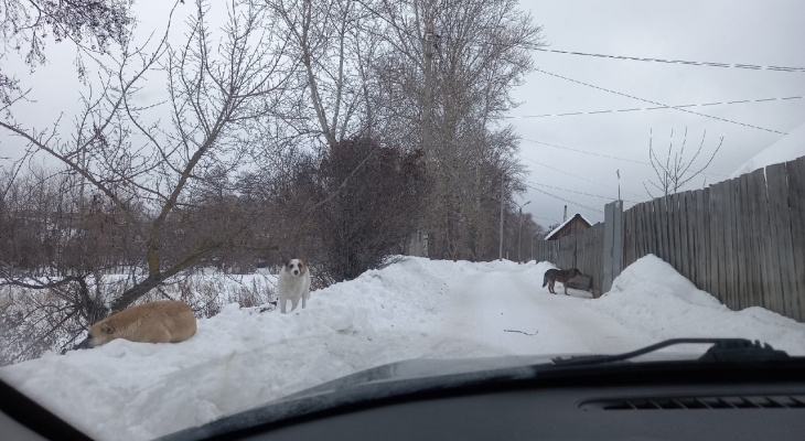 В Пензенской области озверевшие псы держат в страхе целый город