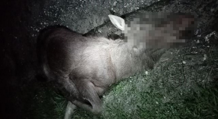 В Пензенской области под колесами фуры погибла лосиха