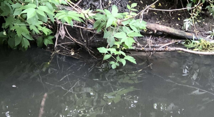 «Рыба всплыла»: в Пензенской области жители жалуются на отходы в реке