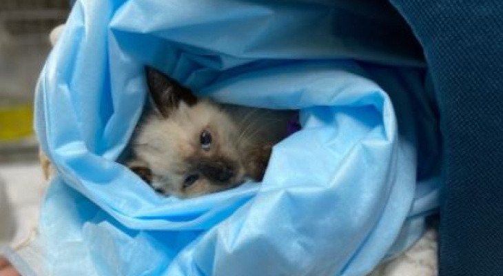 «Вероятно, лапку ампутируют»: В Пензе спасают маленького котенка, застрявшего под капотом авто