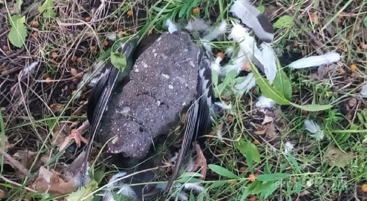 В Пензе нашли обезглавленного голубя под камнем