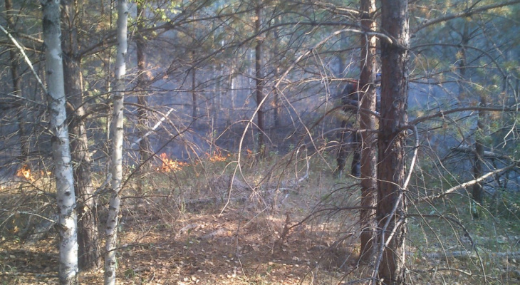 На территории Пензенской области ликвидированы крупные лесные пожары